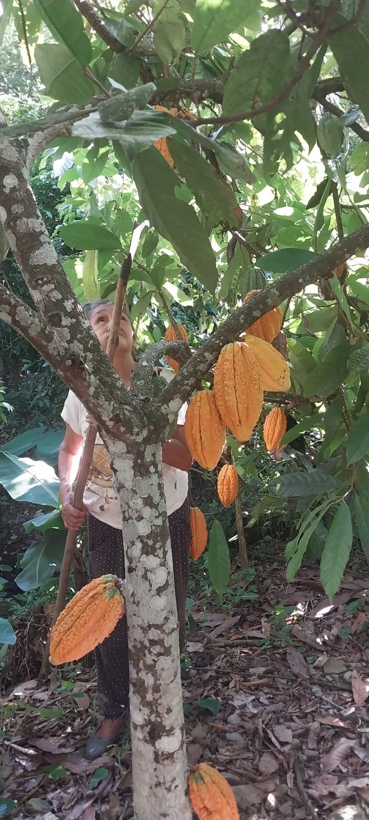 Cosecha del árbol de Cacao