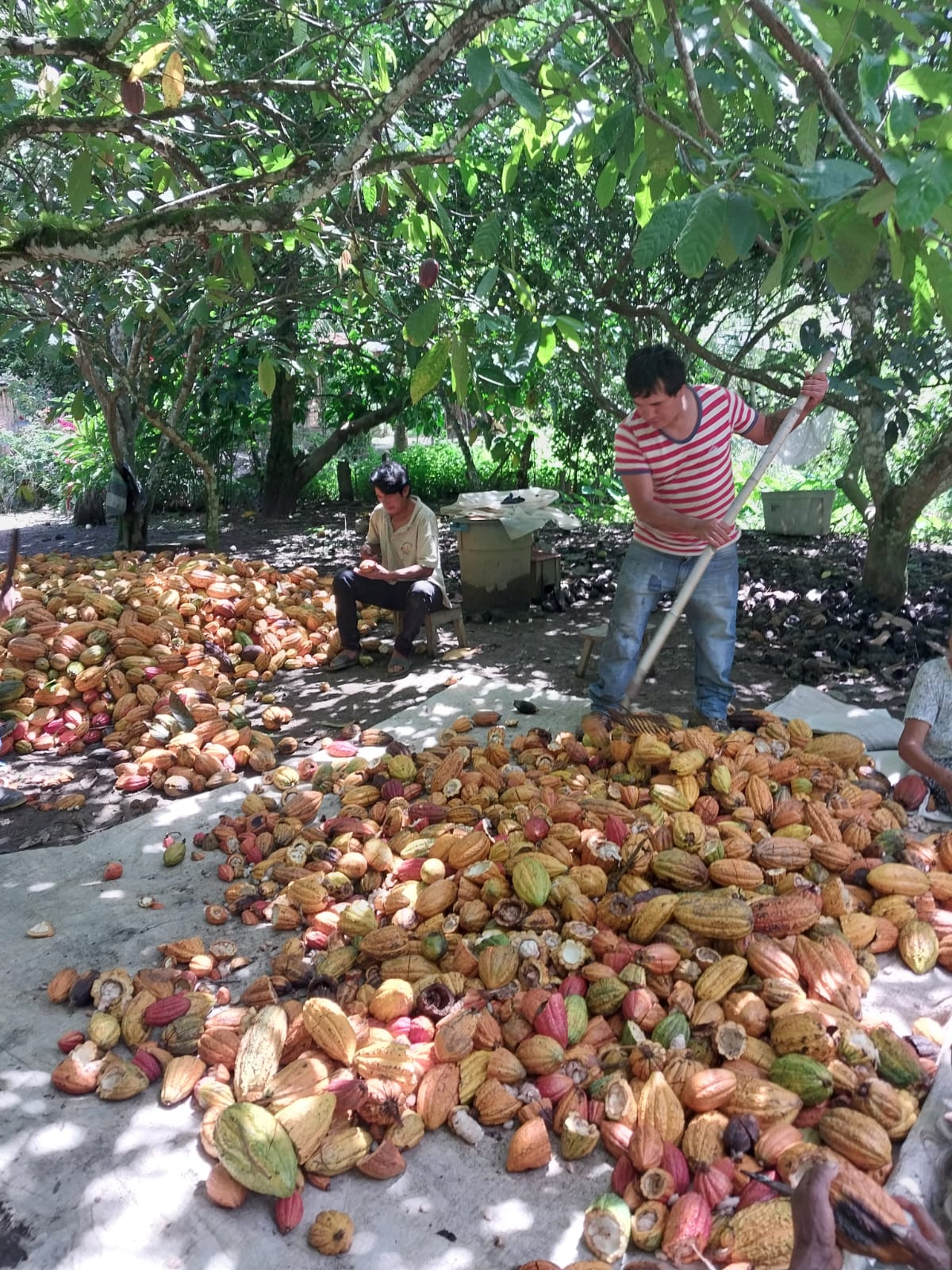 Recolección del Fruto
